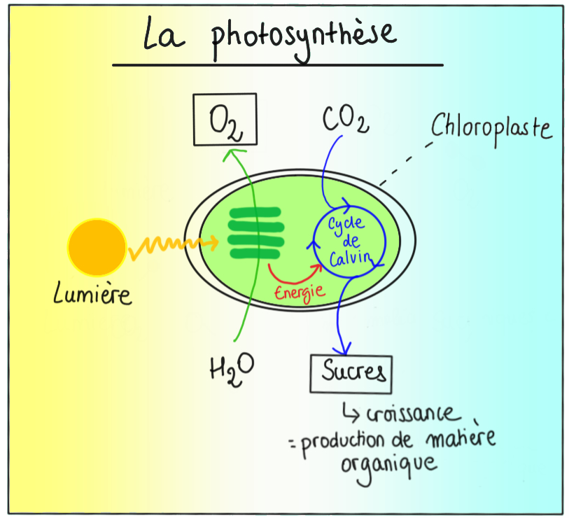Le potentiel écologique et économique des microalgues – sy-gaia
