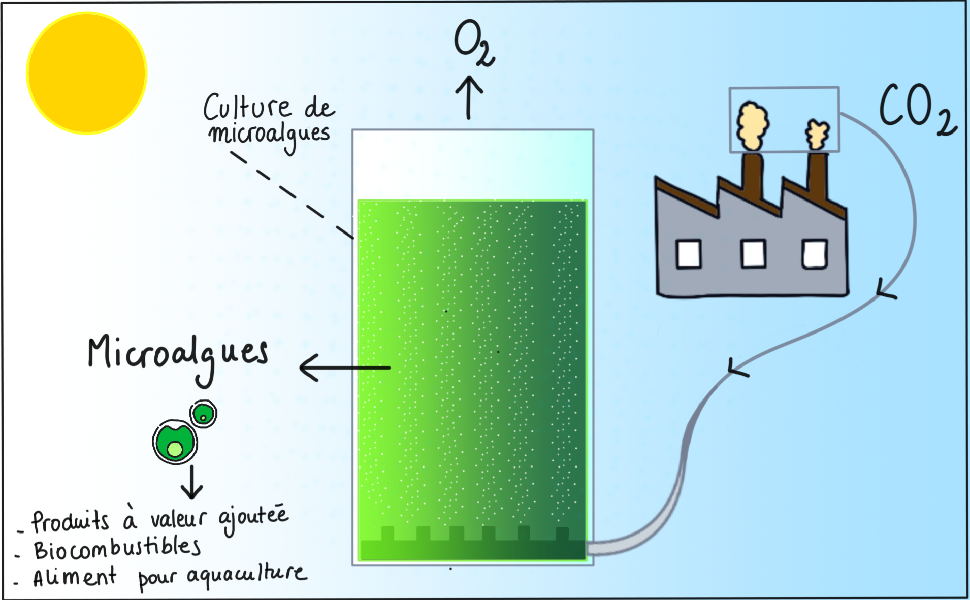 Le potentiel écologique et économique des microalgues – sy-gaia